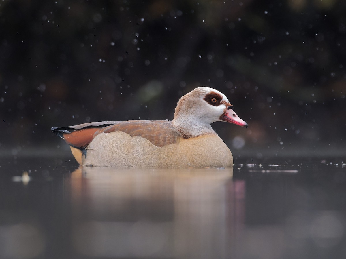 Egyptian Goose - Sebastian Stumpf