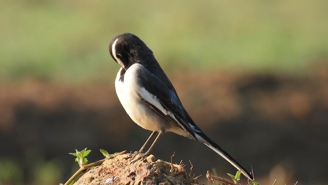 White-browed Wagtail - ML611757097