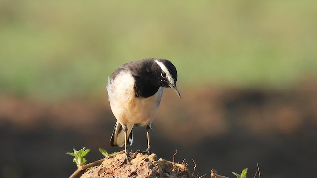 White-browed Wagtail - ML611757101