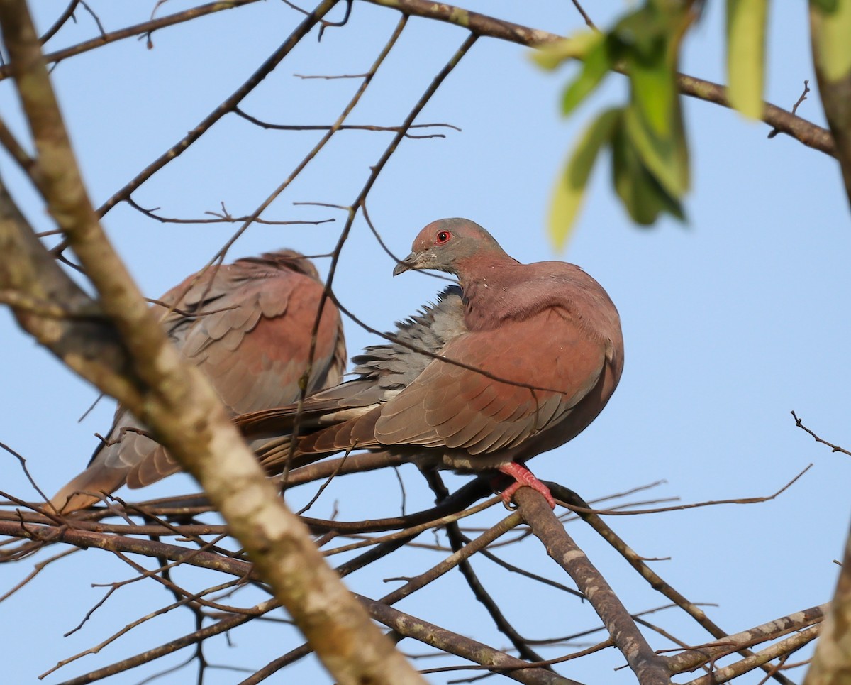 Pale-vented Pigeon - ML611757222