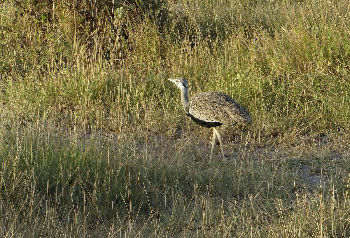 Hartlaub's Bustard - ML611757247