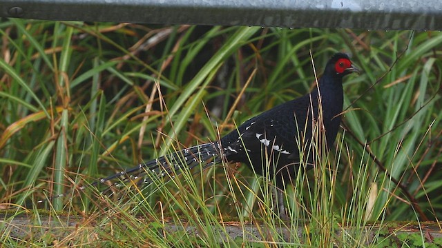 Mikado Pheasant - ML611757369