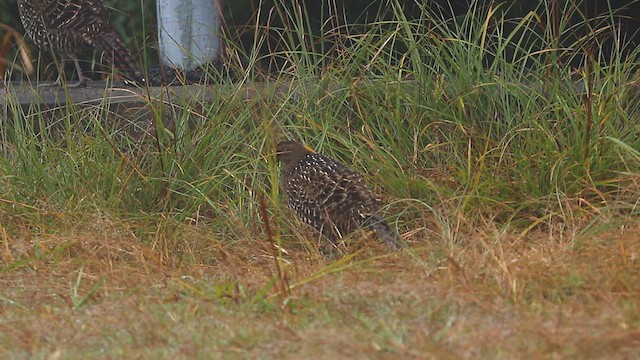 Mikado Pheasant - ML611757372