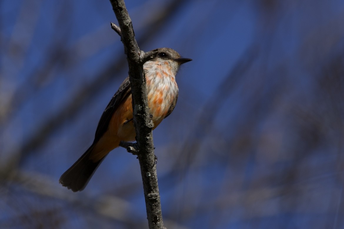 Vermilion Flycatcher - Ike Ikemori