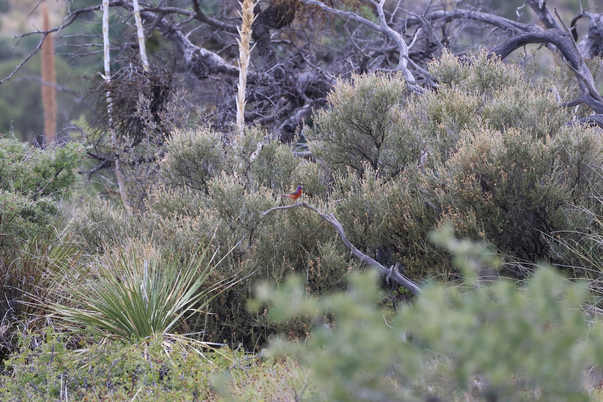 Painted Bunting - ML611757556