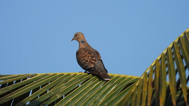 Oriental Turtle-Dove - ML611757574