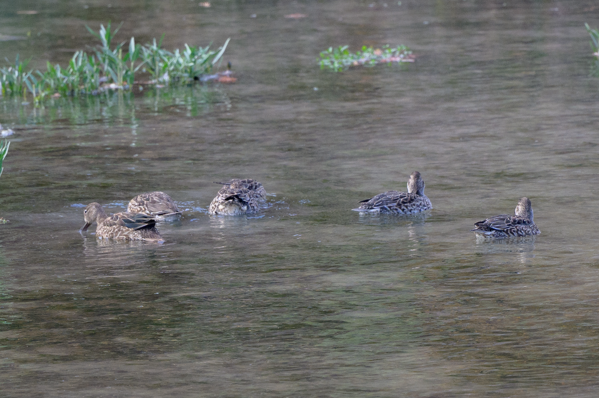 Green-winged Teal - ML611757623