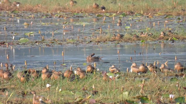 Northern Pintail - ML611757789