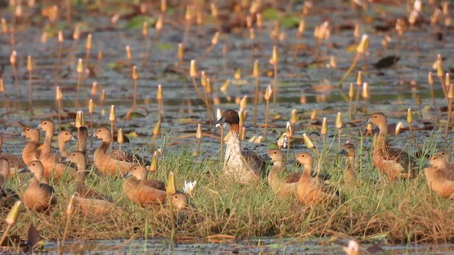 Northern Pintail - ML611757790