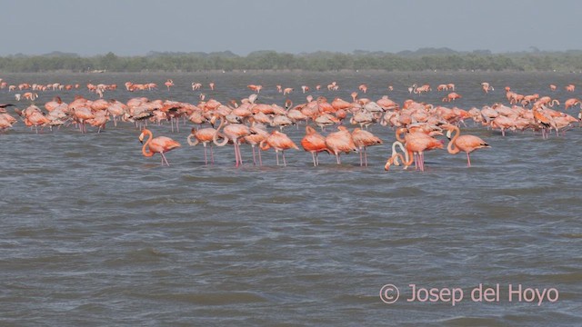Amerika Flamingosu - ML611757828