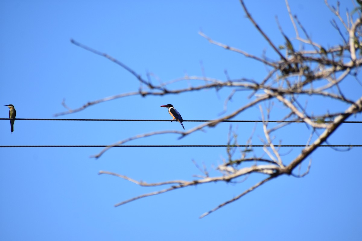 Black-capped Kingfisher - ML611757849