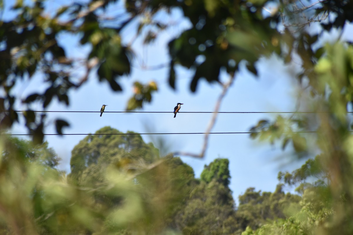 Black-capped Kingfisher - ML611757851