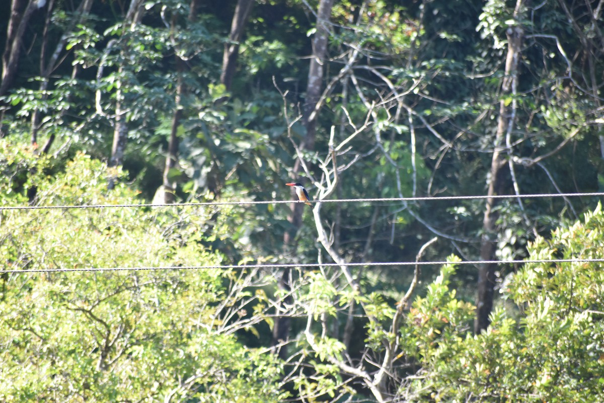 Black-capped Kingfisher - ML611757852