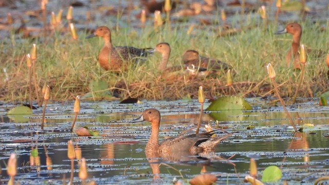 Northern Pintail - ML611757853