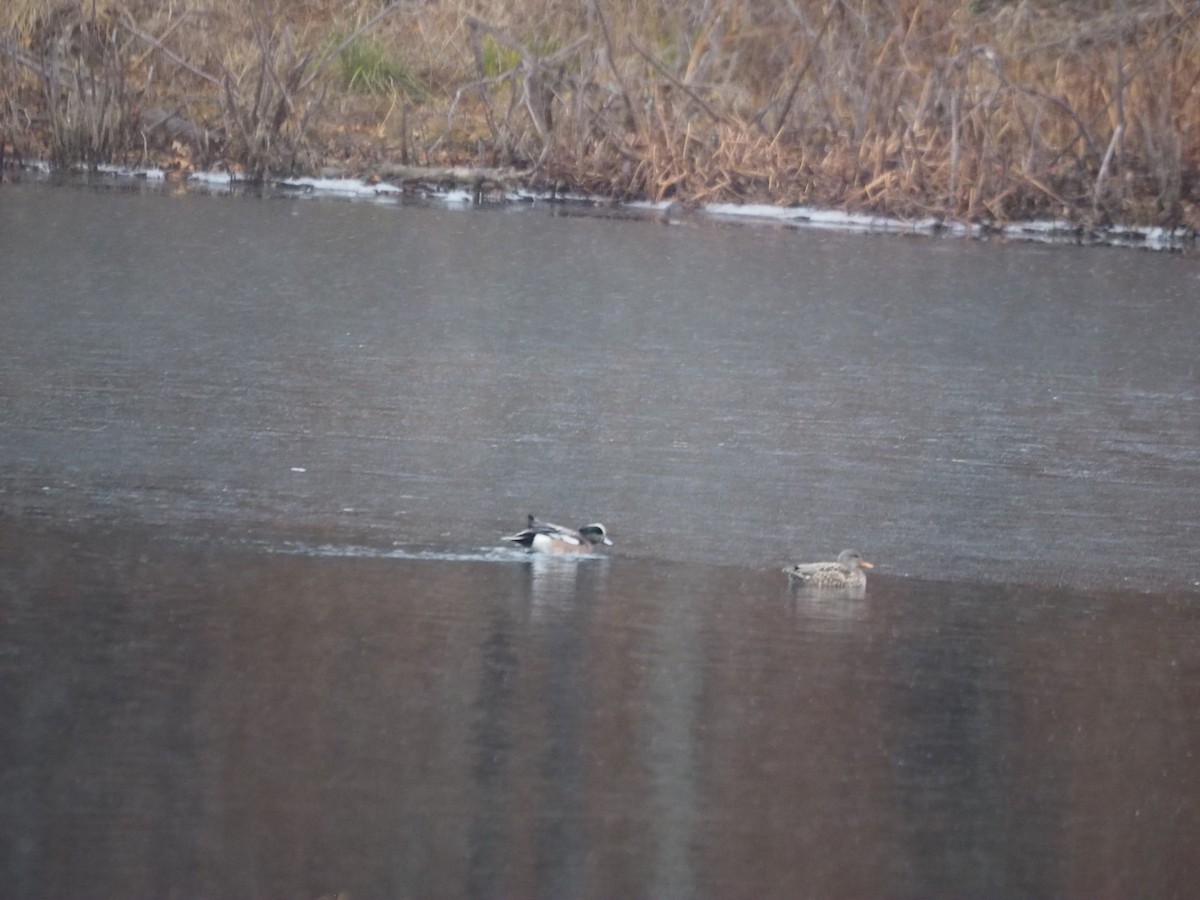 American Wigeon - Kevin Wistrom