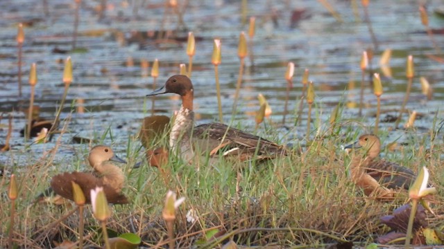 Northern Pintail - ML611757931