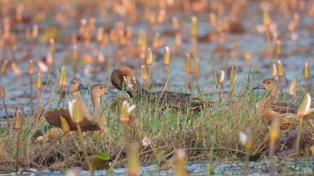 Northern Pintail - ML611757932