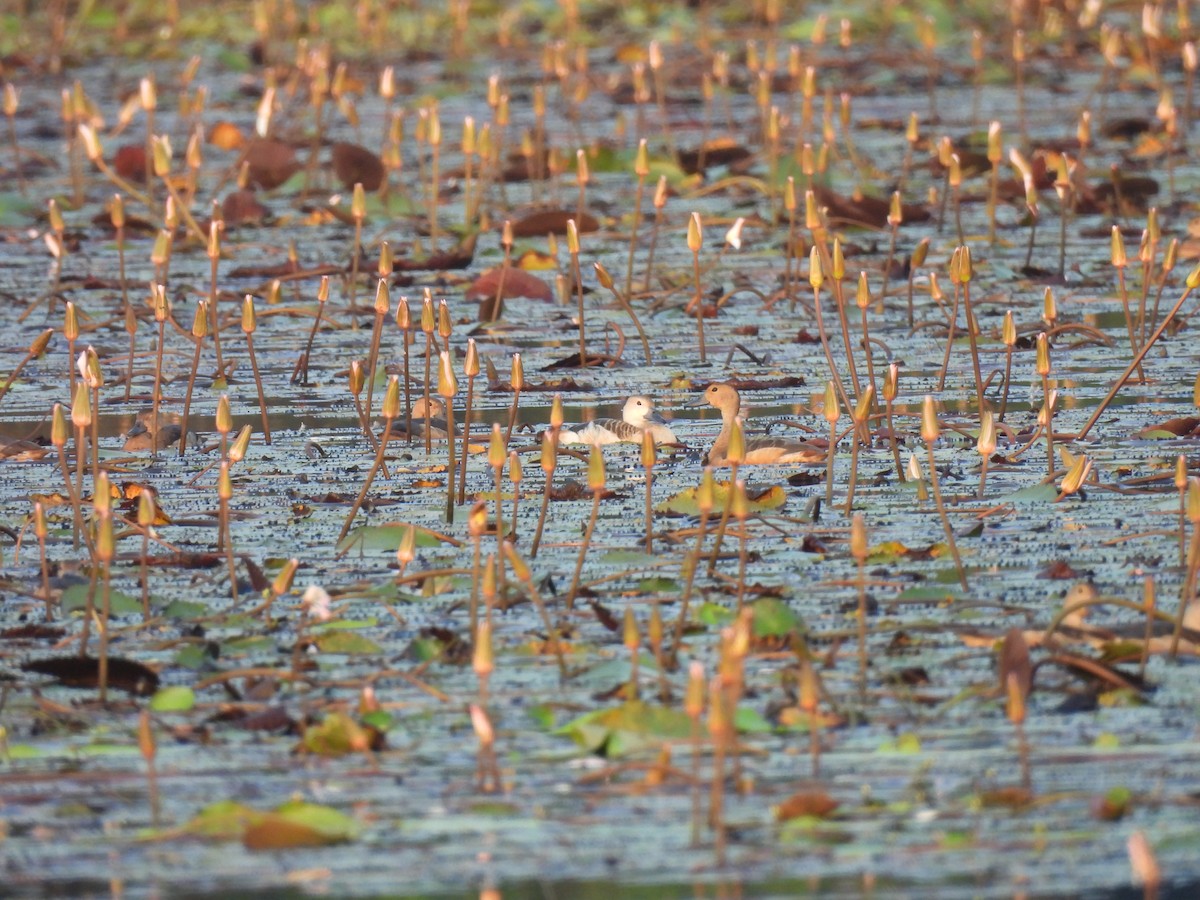 Dendrocygne siffleur - ML611757942