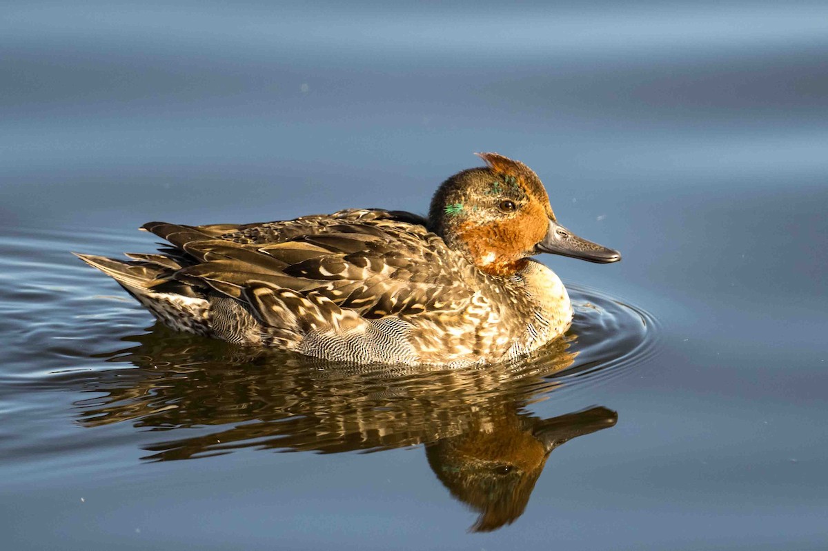 Green-winged Teal - Frank King