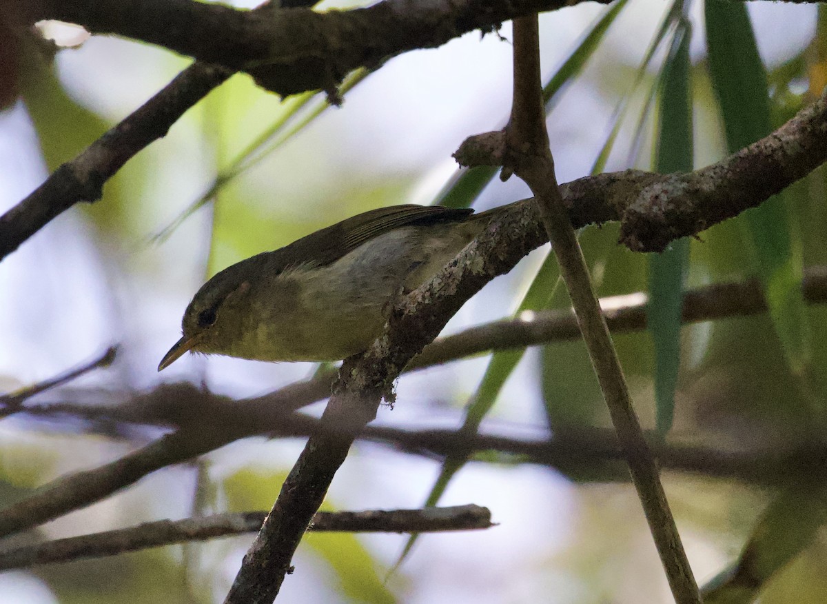 Cryptic Warbler - Gary Brunvoll