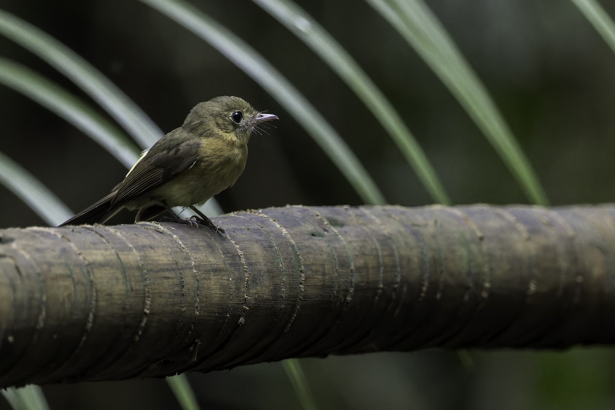 Whiskered Flycatcher - ML611758060