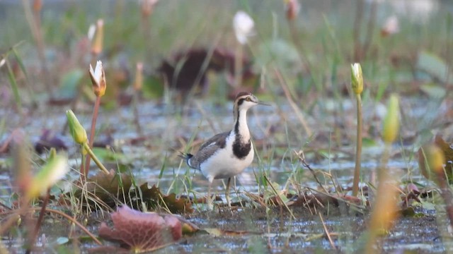 Pheasant-tailed Jacana - ML611758061