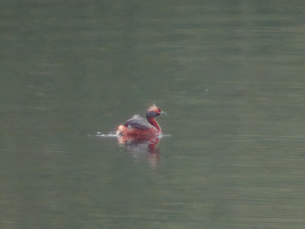 Horned Grebe - ML611758094