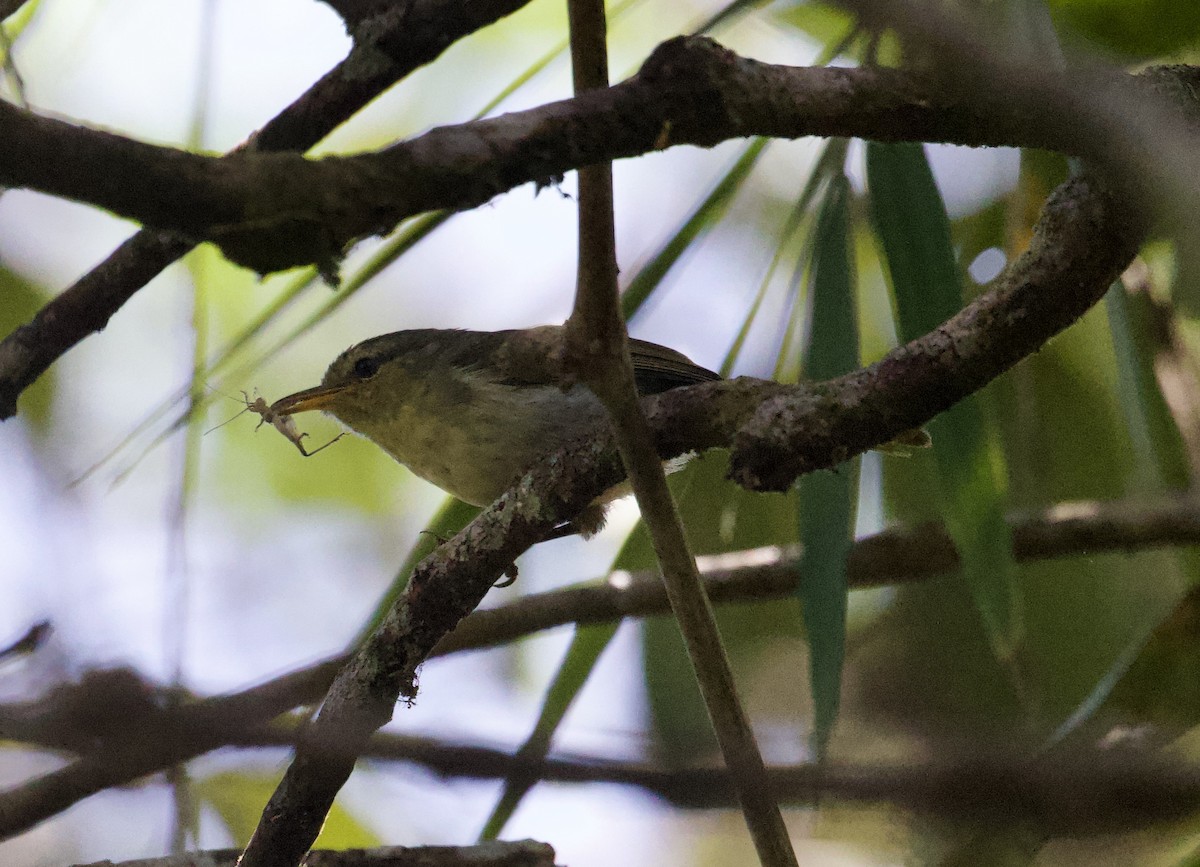 Cryptic Warbler - Gary Brunvoll