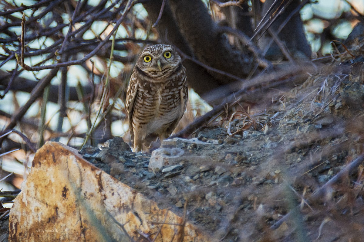 アナホリフクロウ - ML611758222