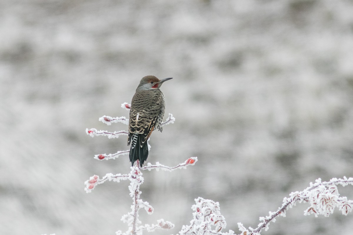 Northern Flicker - ML611758230