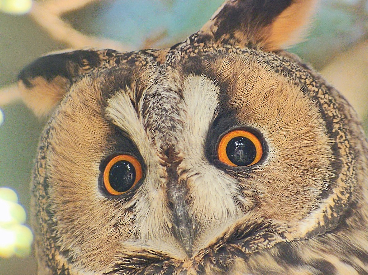 Long-eared Owl - Yonatan Gordon