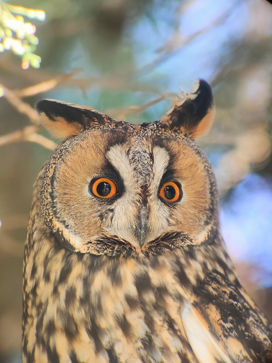 Long-eared Owl - Yonatan Gordon