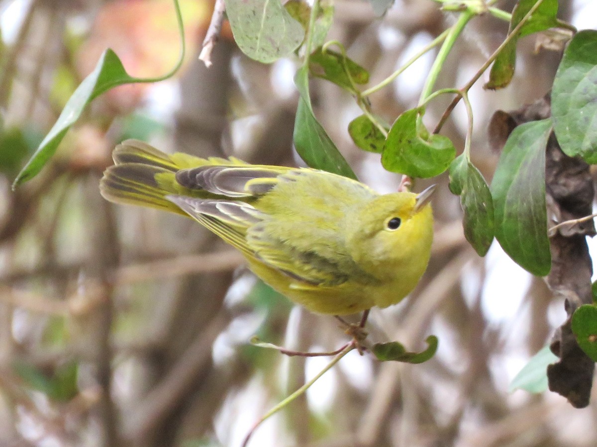 lesňáček zlatotemenný - ML611758252