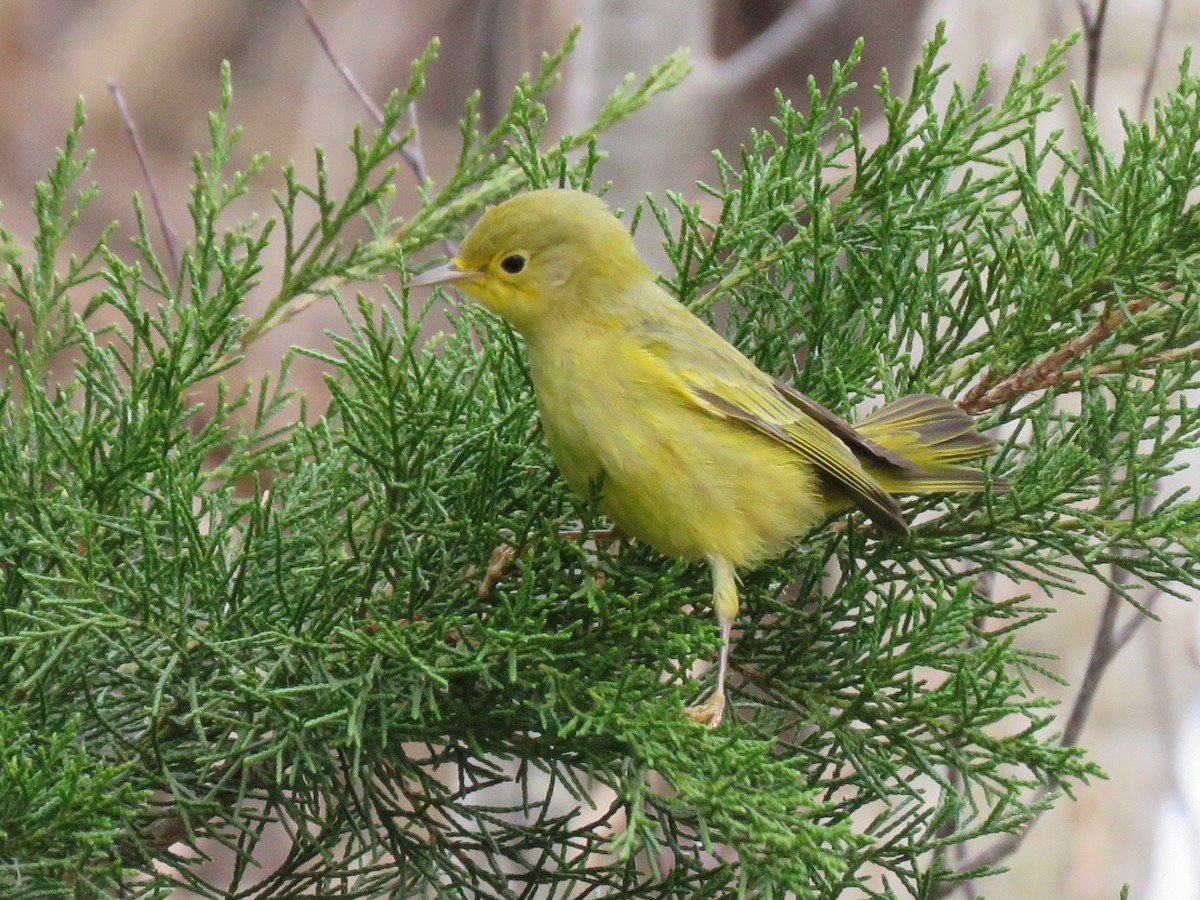 lesňáček zlatotemenný - ML611758253