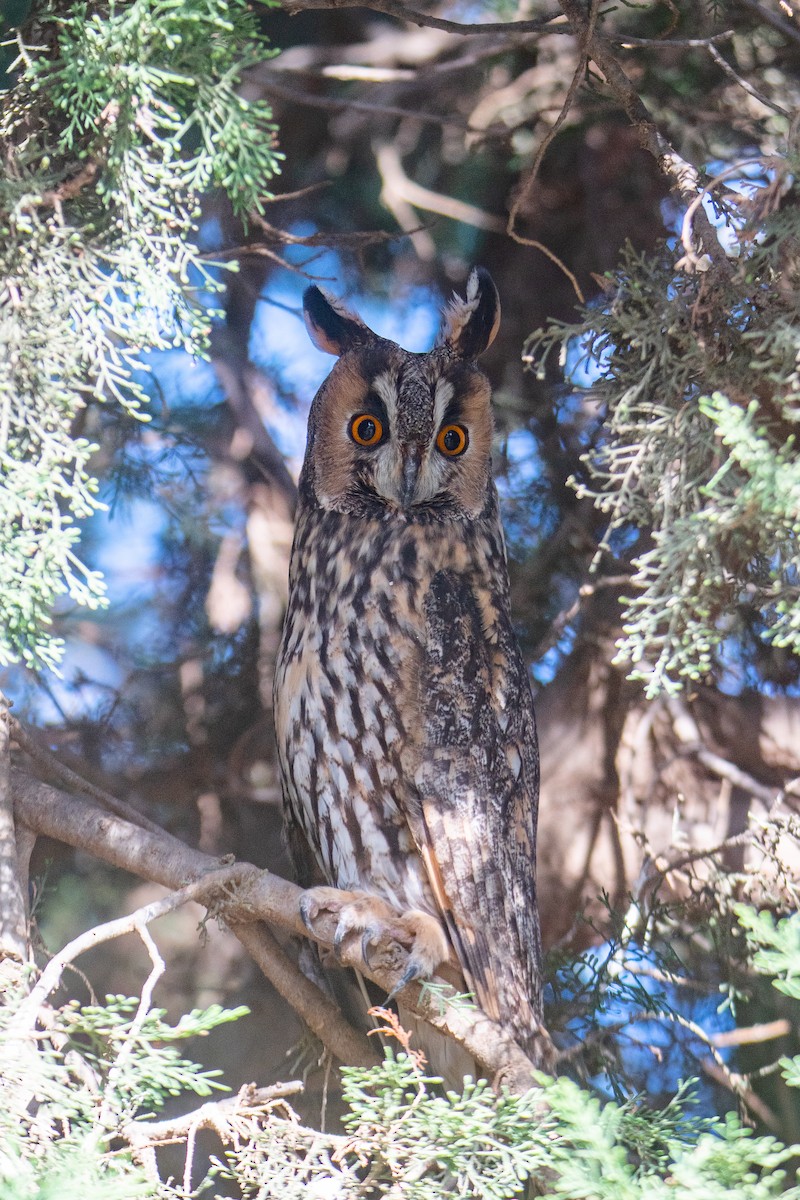 Long-eared Owl - Yonatan Gordon