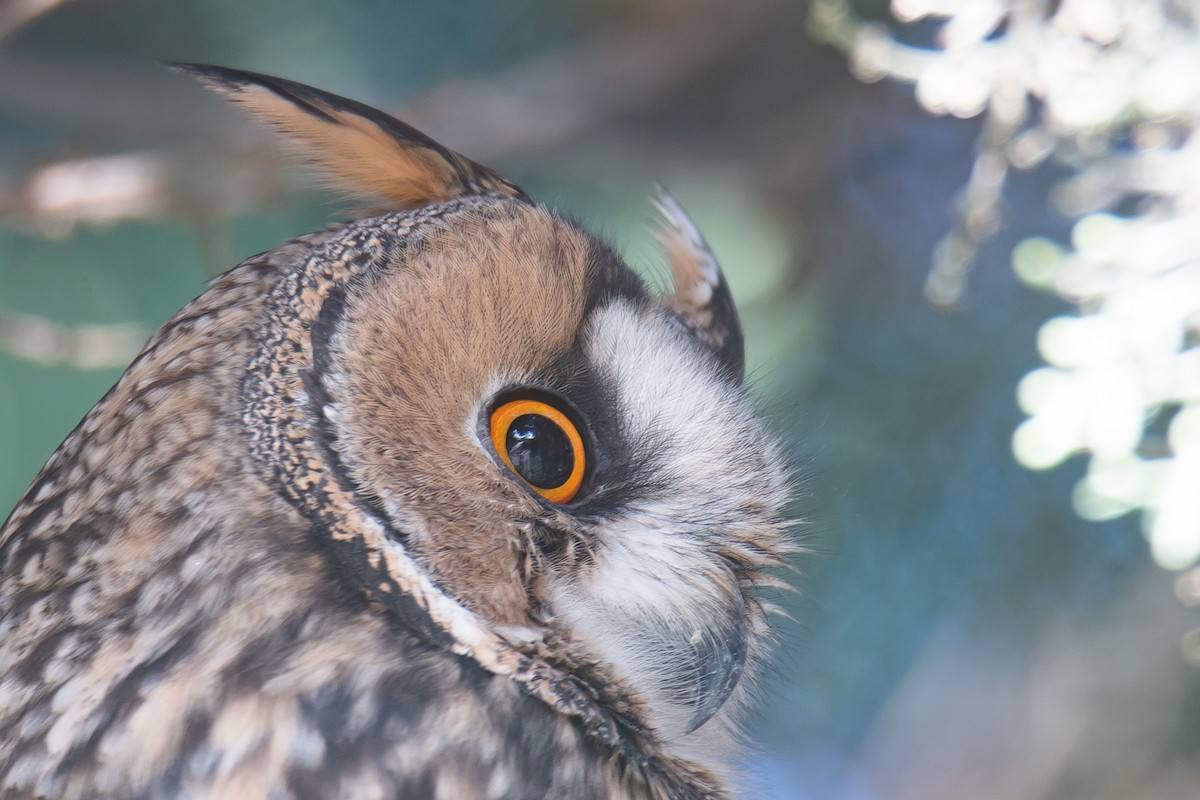 Long-eared Owl - Yonatan Gordon