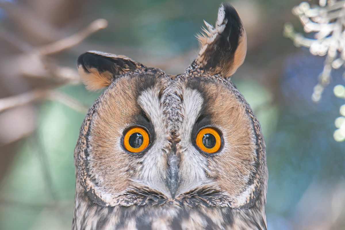 Long-eared Owl - Yonatan Gordon