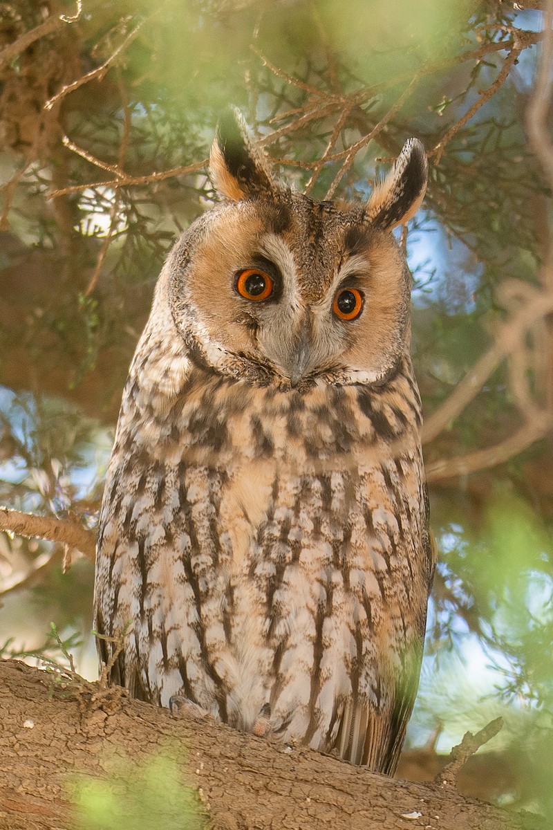 Long-eared Owl - Yonatan Gordon