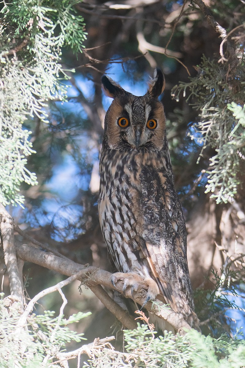 Long-eared Owl - Yonatan Gordon