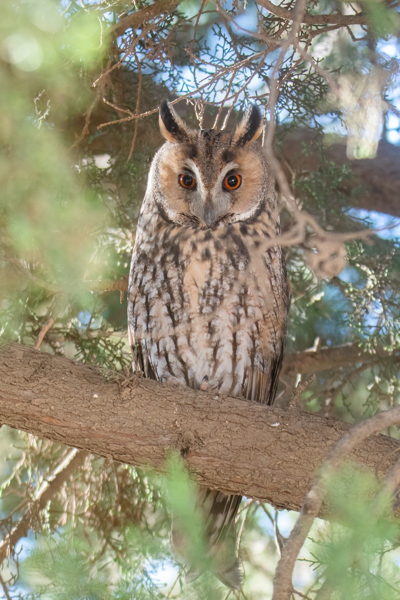 Long-eared Owl - Yonatan Gordon