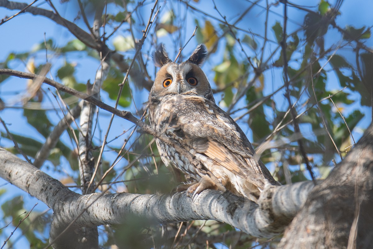 Long-eared Owl - Yonatan Gordon