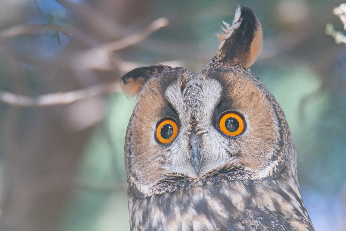 Long-eared Owl - Yonatan Gordon