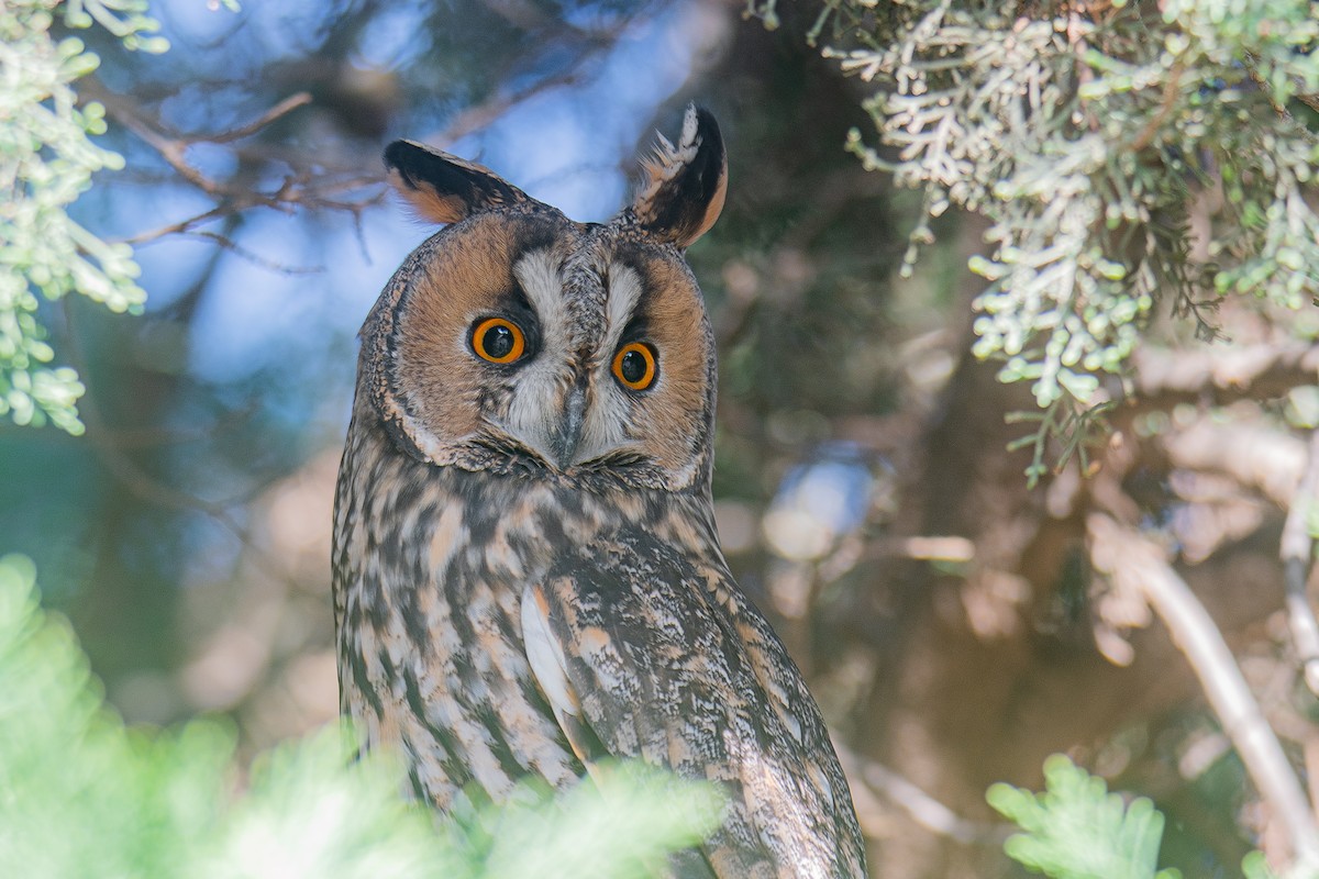 Long-eared Owl - Yonatan Gordon