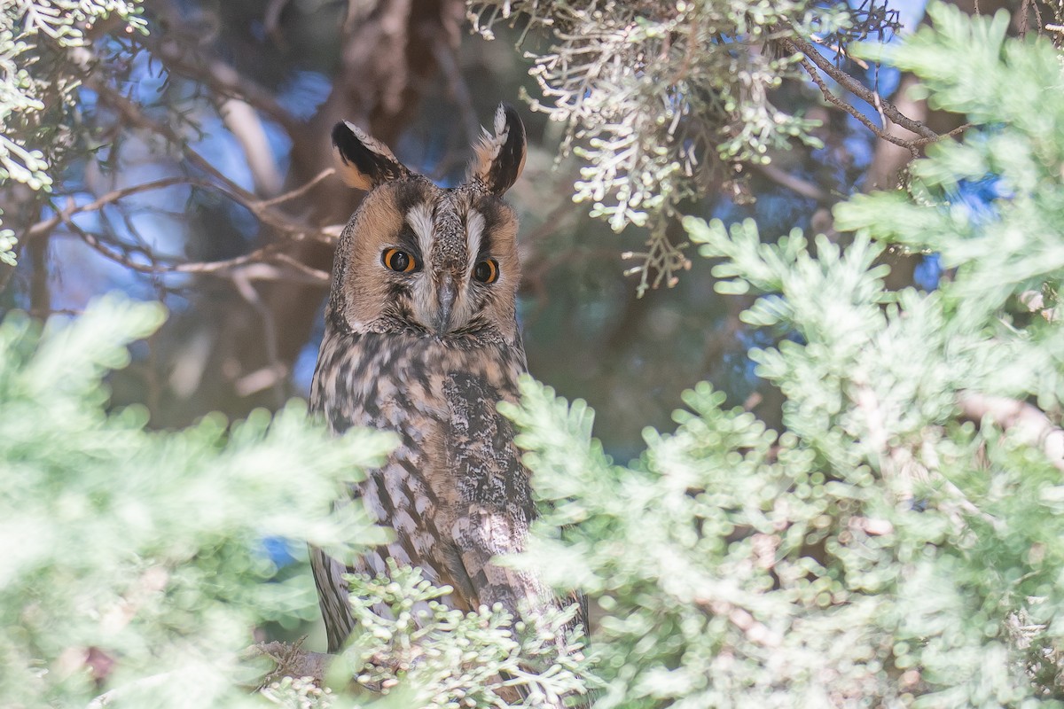 Long-eared Owl - Yonatan Gordon