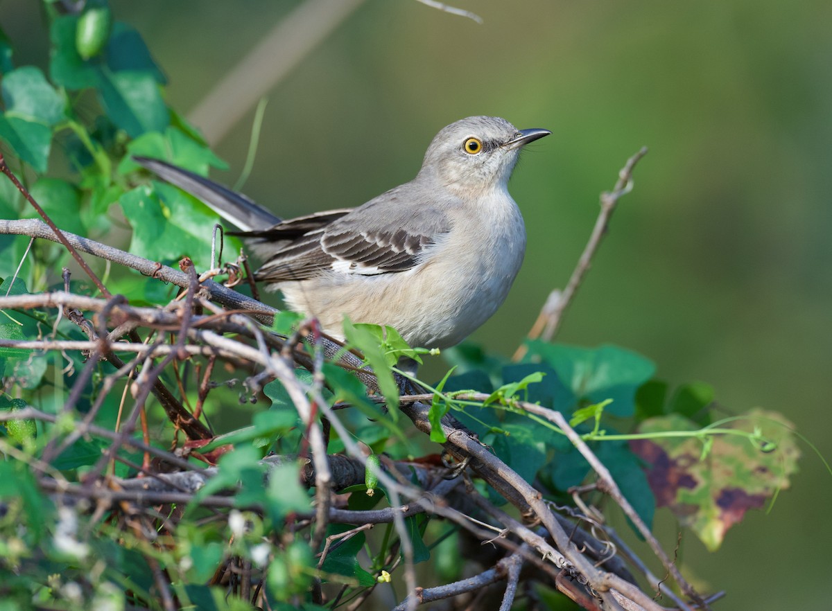 Northern Mockingbird - ML611758324