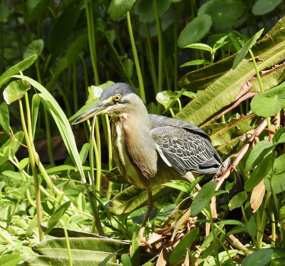 Striated Heron - Laura Gaudette