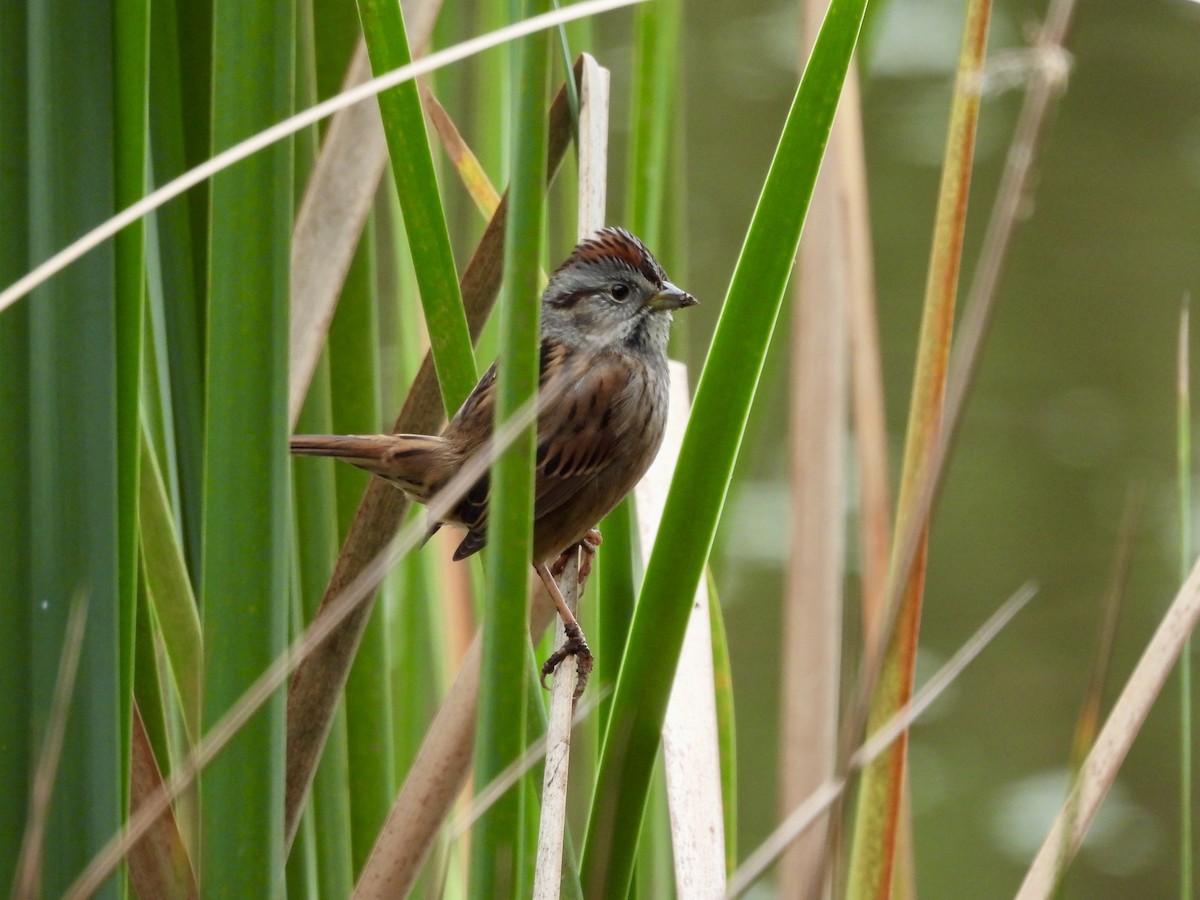 Swamp Sparrow - ML611758426