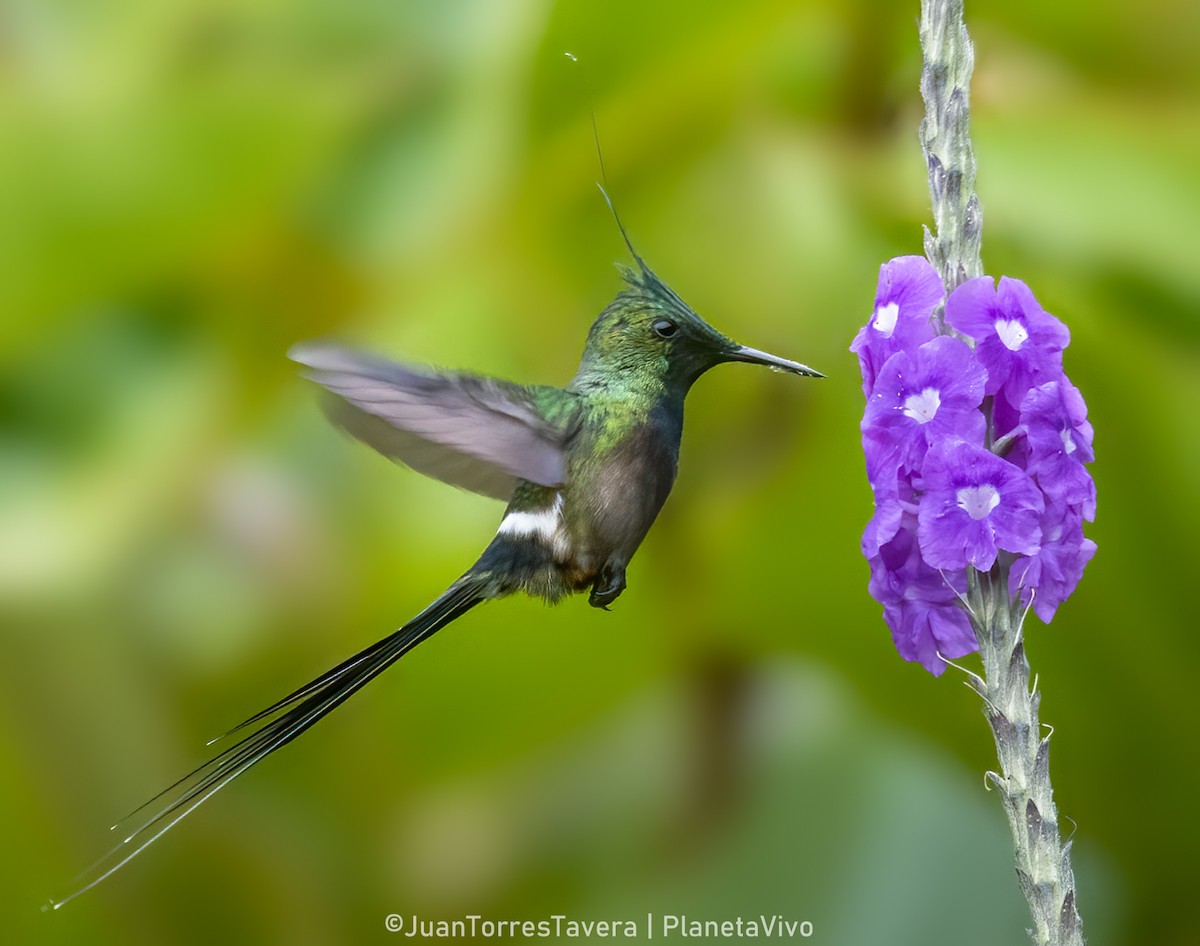 Wire-crested Thorntail - ML611758431