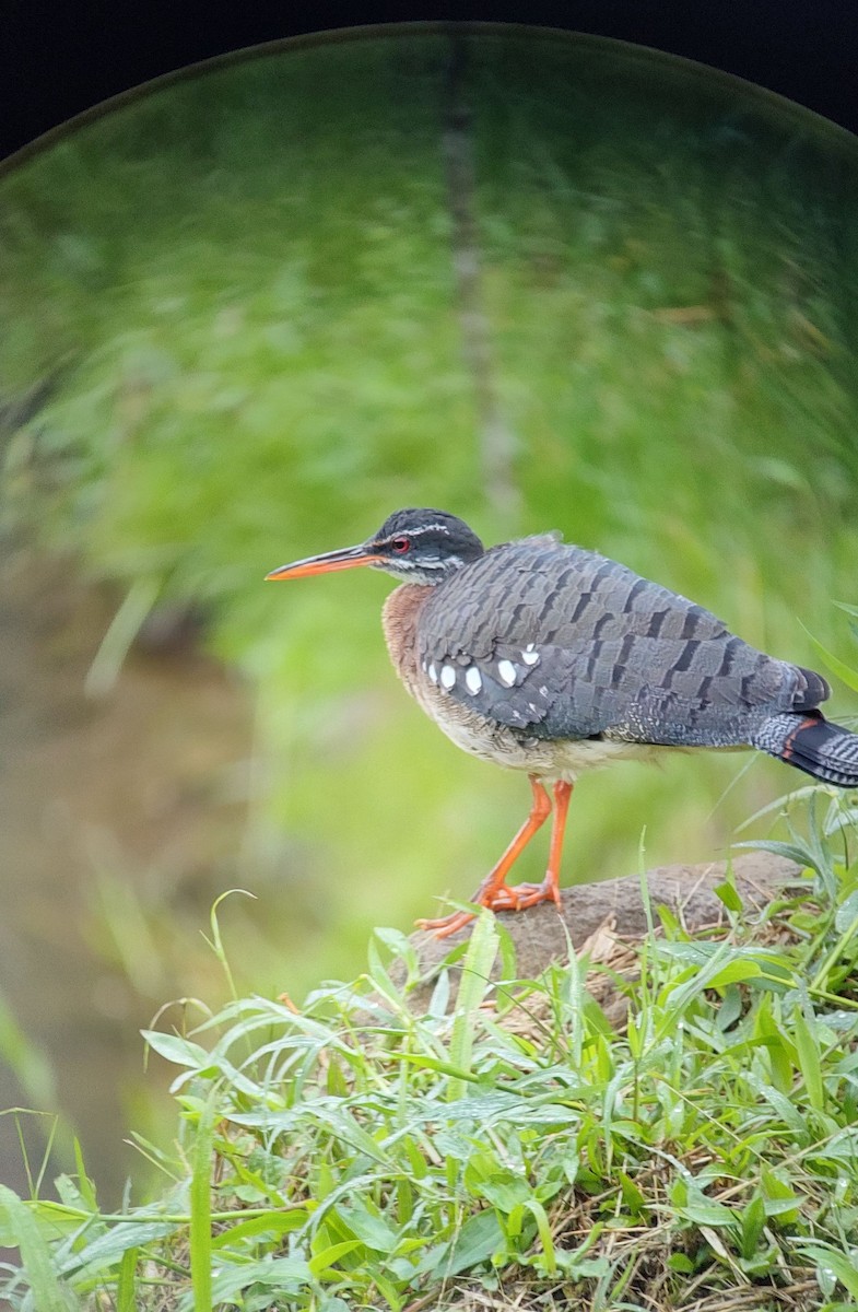 Sunbittern - ML611758465