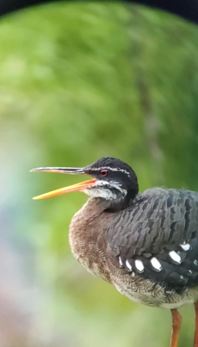 Sunbittern - ML611758466